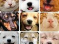 smile-animals.jpg